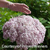 Hydrangea a. Incrediball® Blush