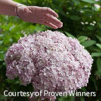 Hydrangea a. Incrediball® Blush