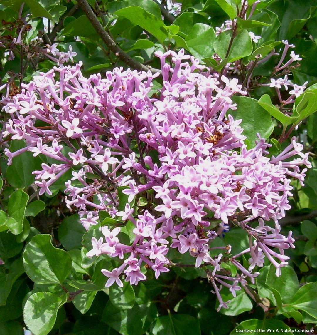 Syringa m. 'Palibin'