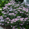 Hydrangea s. Tiny Tuff Stuff®