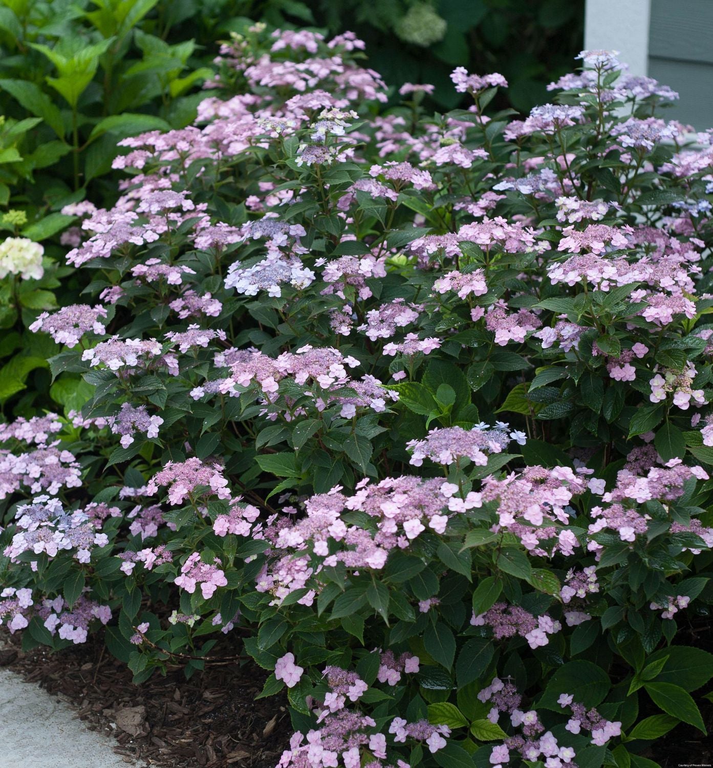 Hydrangea s. Tiny Tuff Stuff®