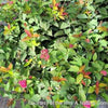 Spiraea Double Play Doozie®