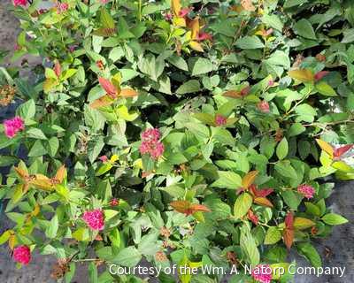 Spiraea Double Play Doozie®