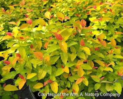 Spiraea j. Double Play® Candy Corn®