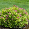 Spiraea j. Double Play® Gold