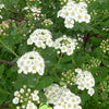 Spiraea n. 'Snowmound'