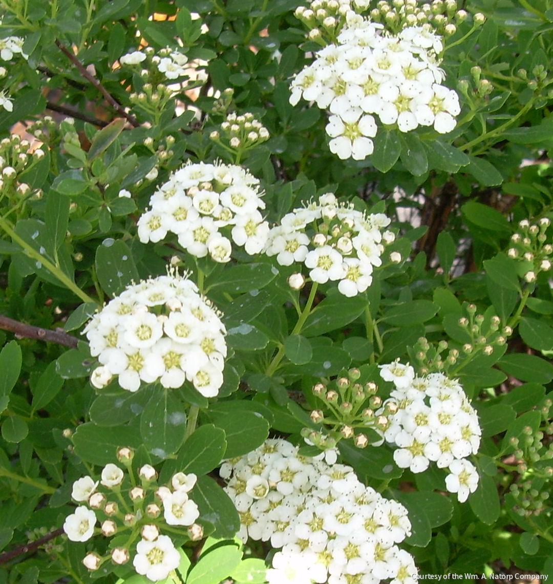 Spiraea n. 'Snowmound'
