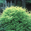 Ligustrum x vicaryi