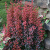 Berberis t. 'Orange Rocket'
