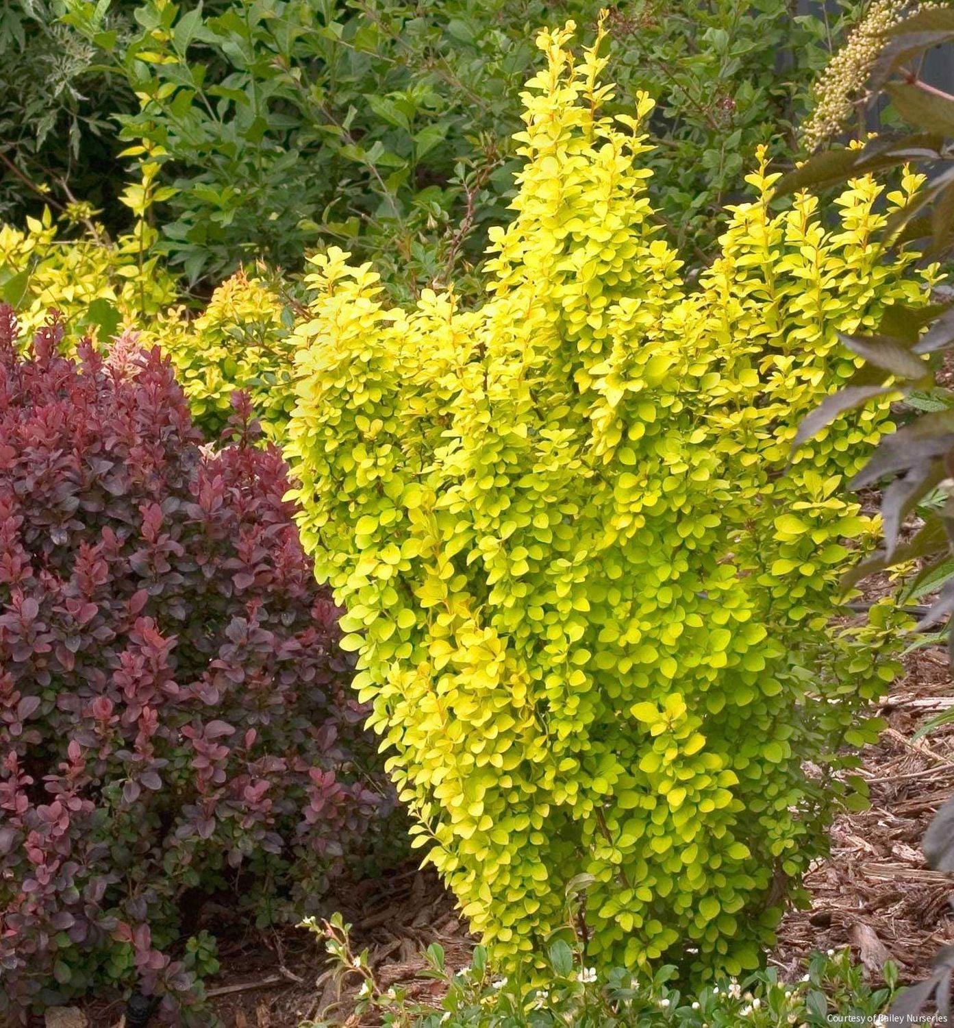 Berberis t. Sunjoy Gold Pillar®