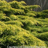 Juniperus c. 'Gold Lace'