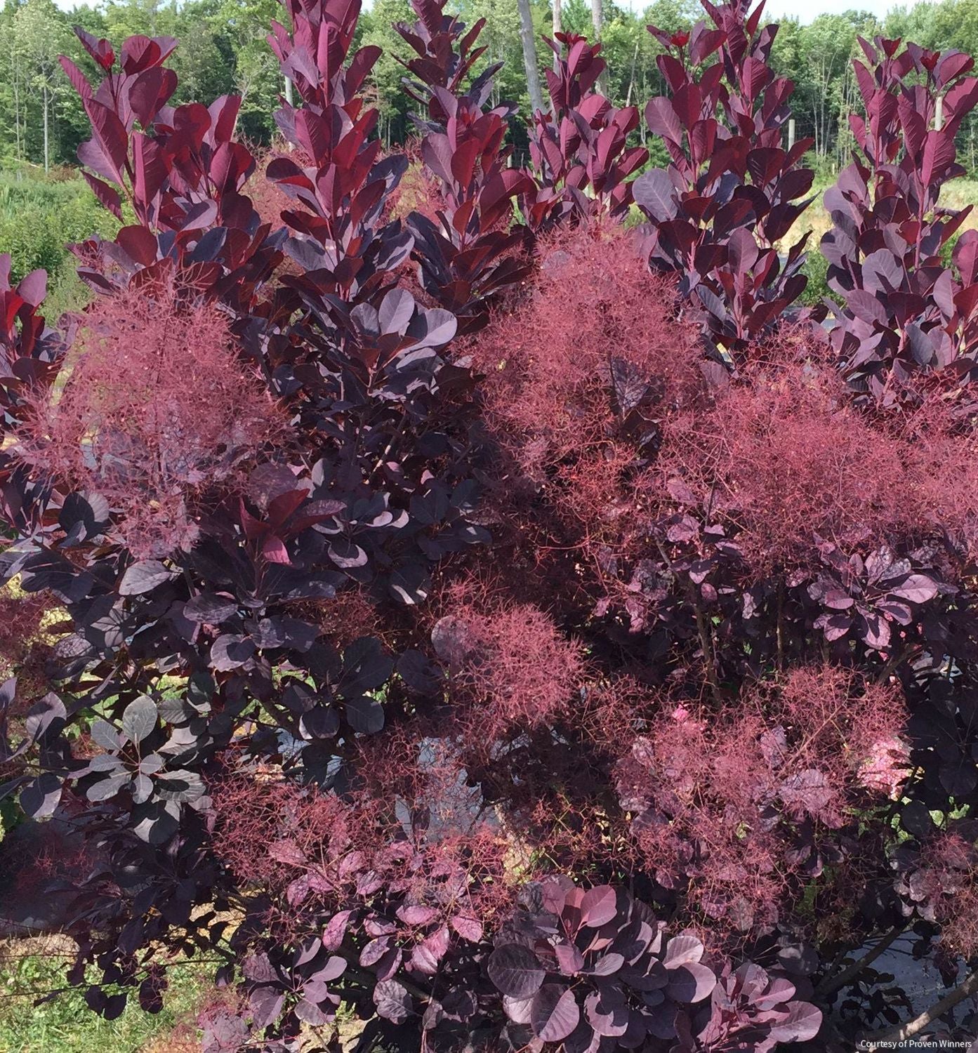 Cotinus c. Winecraft Black® MS