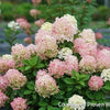 Hydrangea p. Fire Light Tidbit®