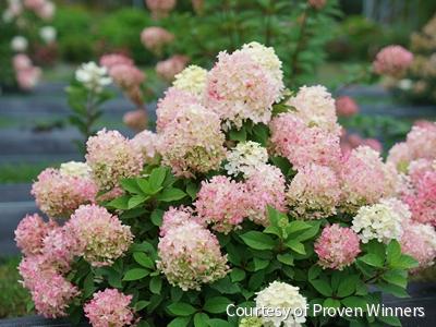 Hydrangea p. Fire Light Tidbit®
