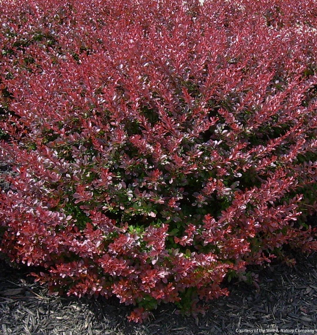 Berberis t. 'Crimson Pygmy'