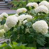 Hydrangea a. Incrediball®