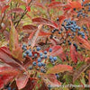 Viburnum n. Brandywine™