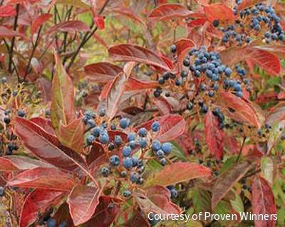 Viburnum n. Brandywine™