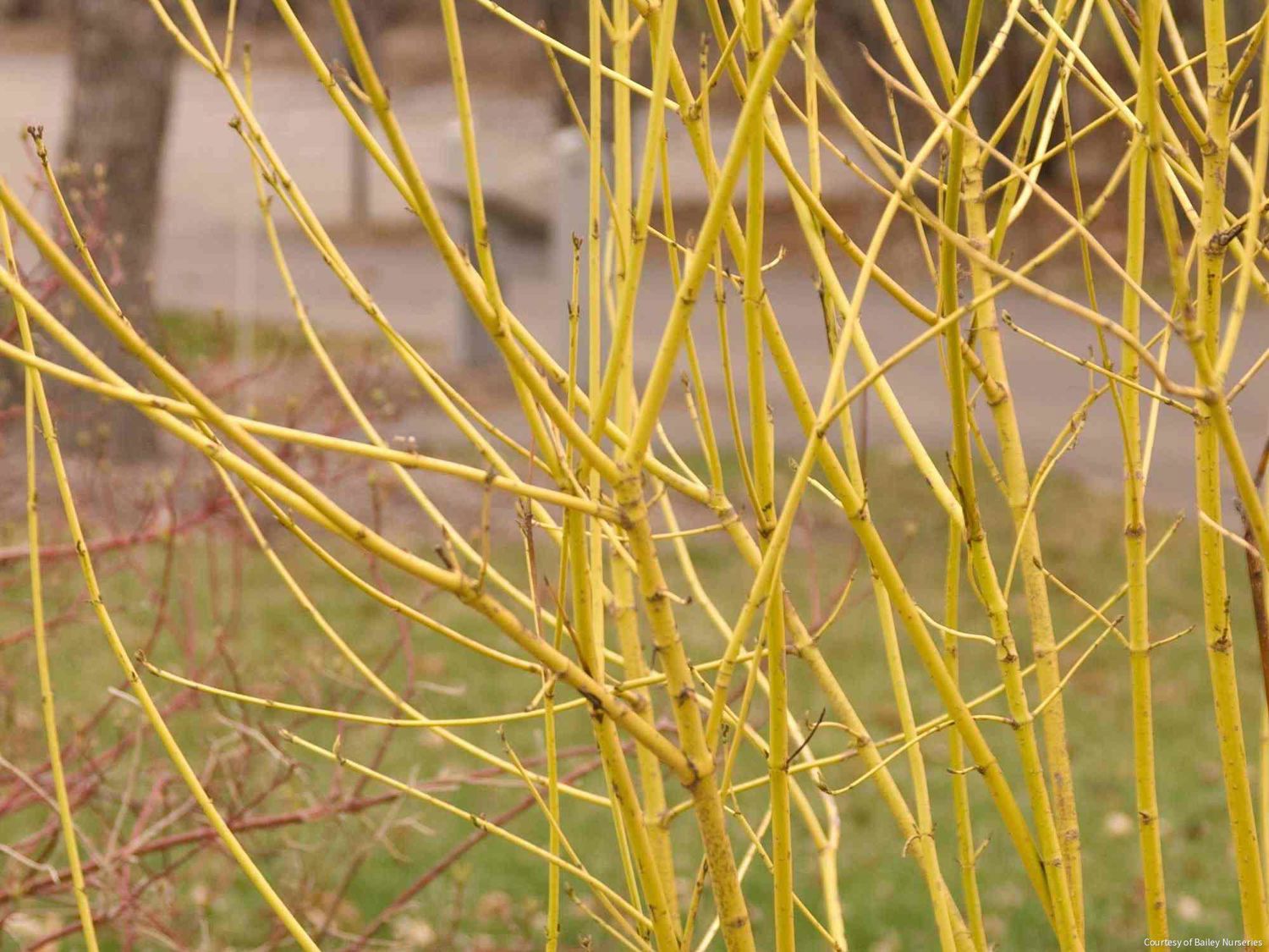 Cornus s. 'Flaviramea'
