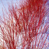 Cornus s. Arctic Fire® (Red)