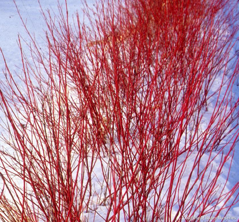 Cornus s. Arctic Fire® (Red)