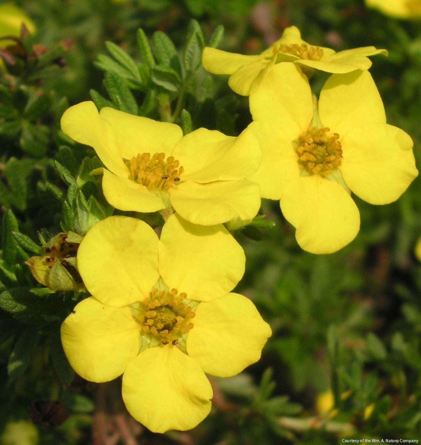 Potentilla f. 'Goldfinger'
