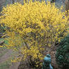 Forsythia x i. 'Lynwood Gold'