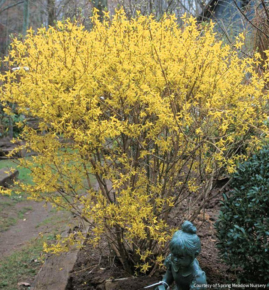 Forsythia x i. 'Lynwood Gold'