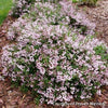 Deutzia Yuki Kabuki™
