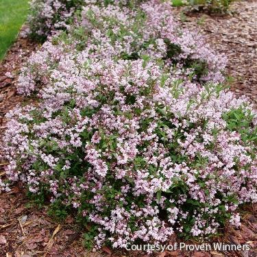 Deutzia Yuki Kabuki™