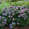 Hydrangea s. Tuff Stuff™
