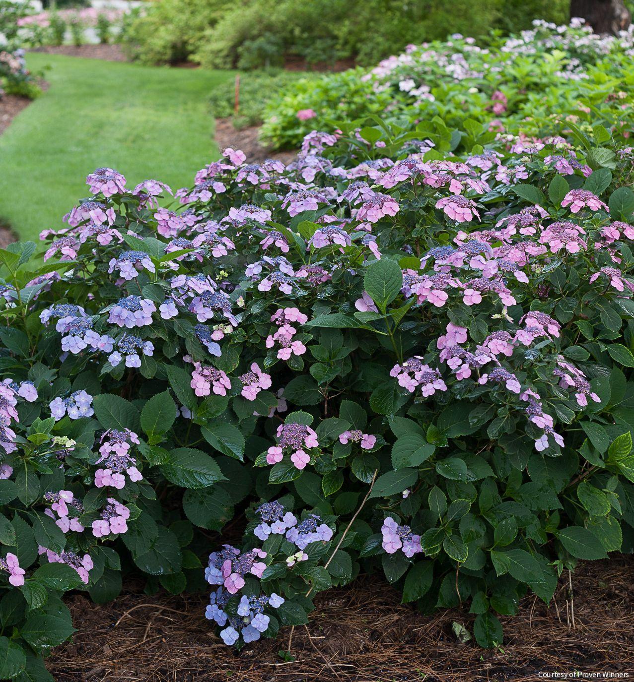 Hydrangea s. Tuff Stuff™