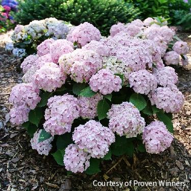 Hydrangea m. Wee Bit Innocent™