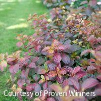 Weigela f. Midnight Sun™