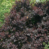 Cotinus c. 'Royal Purple' MS