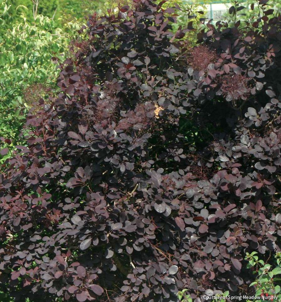 Cotinus c. 'Royal Purple' MS
