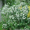 Philadelphus c. Illuminati Spice™