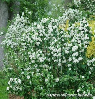 Philadelphus c. Illuminati Spice™