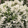 Deutzia Yuki Snowflake®