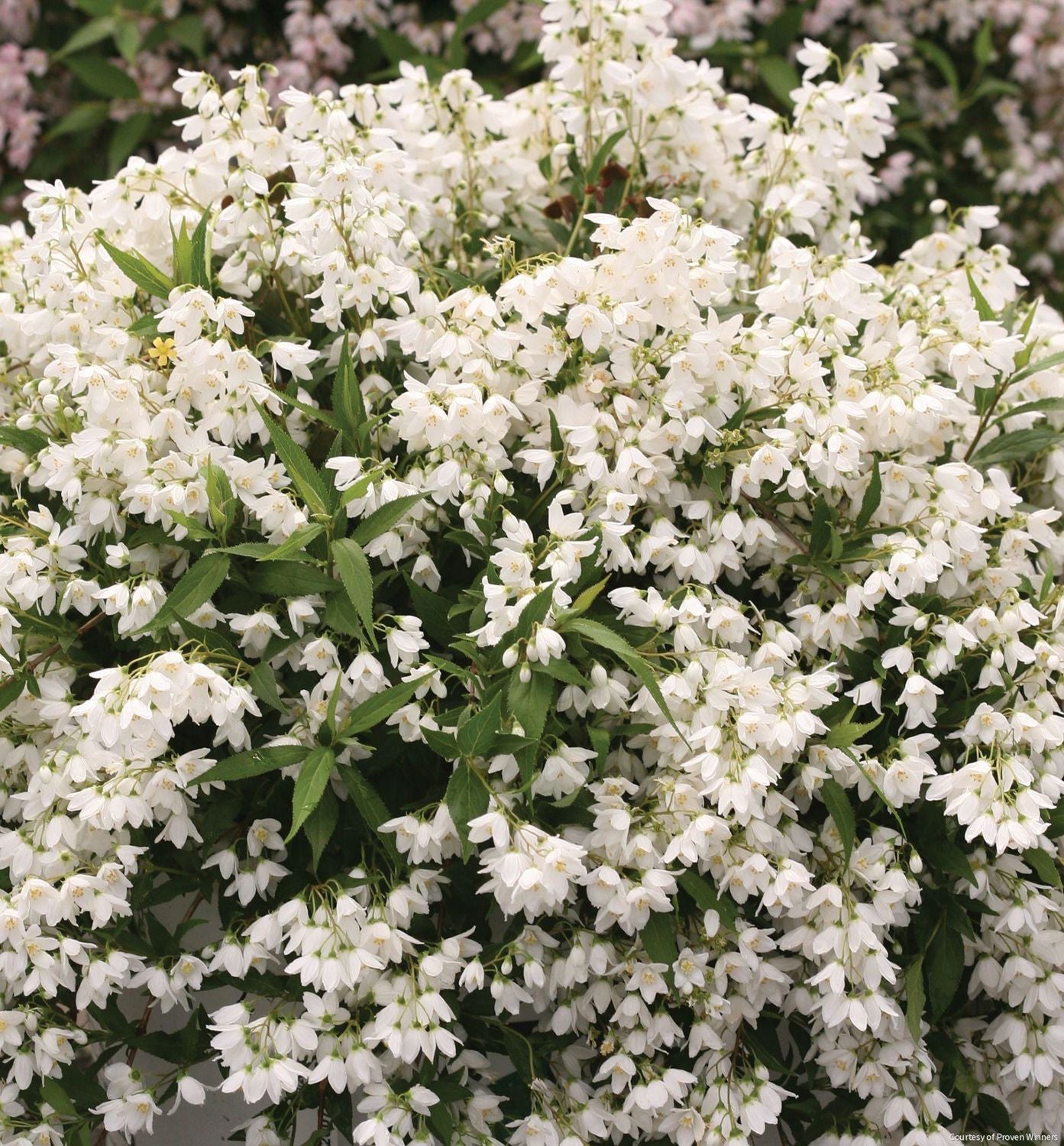 Deutzia Yuki Snowflake®