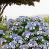 Hydrangea m. Endless Summer® Pop Star®
