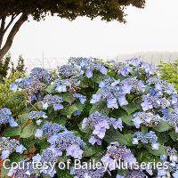 Hydrangea m. Endless Summer® Pop Star®