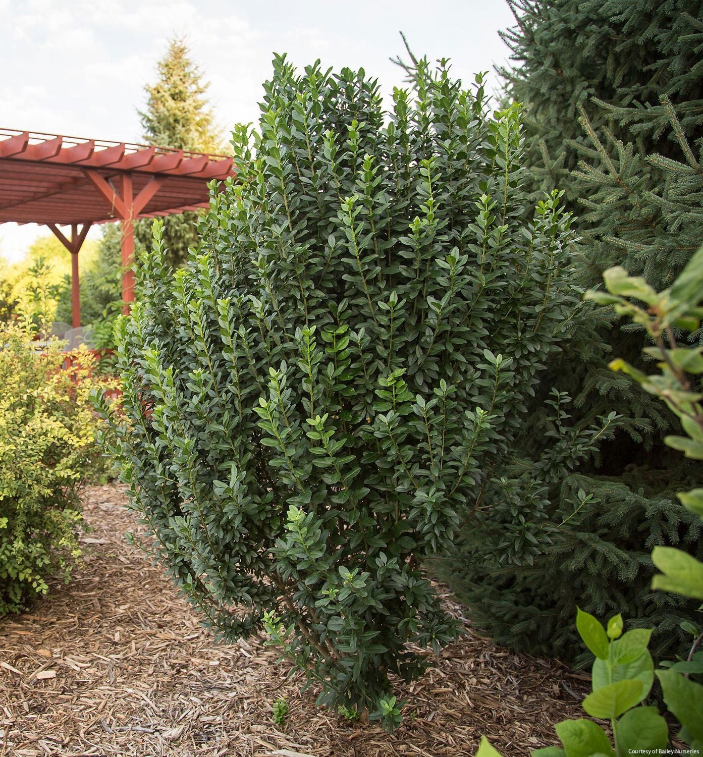 Ligustrum v. Straight Talk®