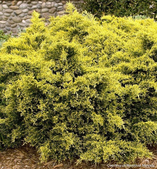 Juniperus c. 'Sea Of Gold'