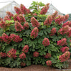 Hydrangea q. 'Ruby Slippers'