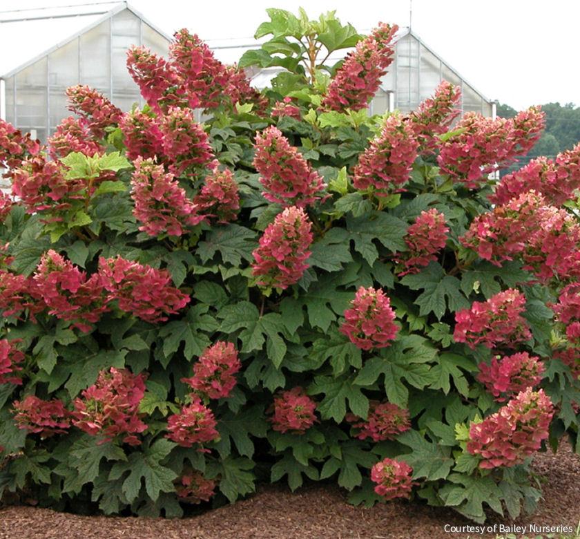 Hydrangea q. 'Ruby Slippers'
