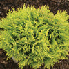 Thuja o. Anna's Magic Ball®