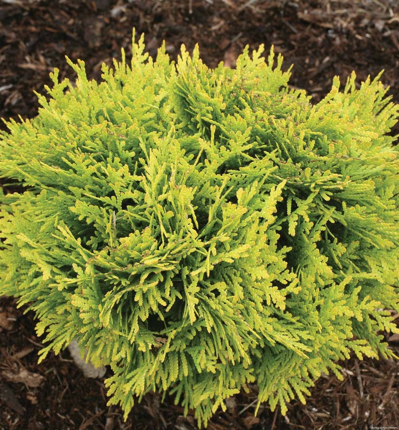 Thuja o. Anna's Magic Ball®