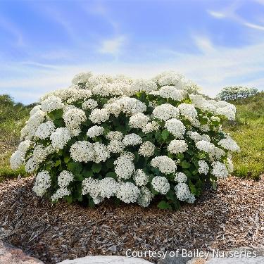 Hydrangea a. FlowerFull®