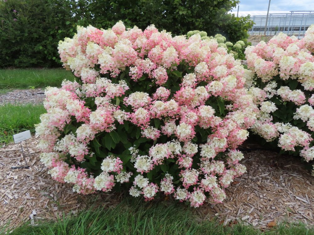 French Manicure™ Hydrangea Paniculata (Hydrangea paniculata 'Bailpantwo' ) - 1 gallon